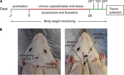 Acupuncture Relieves Stress-Induced Depressive Behavior by Reducing Oxidative Stress and Neuroapoptosis in Rats